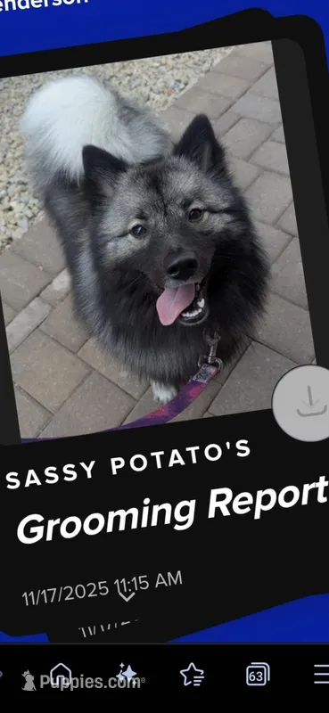 Sassy Potato  – Keeshond puppy for sale in Las Vegas, NV