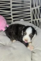 Daisy , a female Miniature Australian Shepherd for sale in Lincoln, CA – 6 of 8