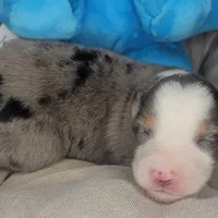 Jack, a male Australian Shepherd for sale in Lincoln, CA – Photo 3 of 3