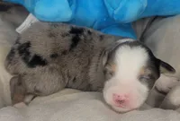 Jack, a male Australian Shepherd for sale in Lincoln, CA – Photo 3 of 3