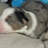 Jack, a male Australian Shepherd for sale in Lincoln, CA – Photo 1 of 3