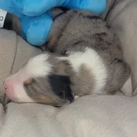 Jack, a male Australian Shepherd for sale in Lincoln, CA – Photo 2 of 3