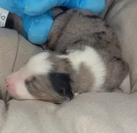 Jack, a male Australian Shepherd for sale in Lincoln, CA – Photo 2 of 3