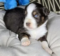 Jack, a male Miniature Australian Shepherd for sale in Lincoln, CA – 7 of 7