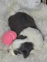 Ruby, a female Miniature Australian Shepherd for sale in Lincoln, CA – Photo 4 of 7