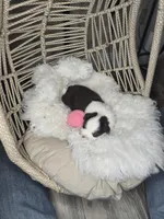 Ruby, a female Miniature Australian Shepherd for sale in Lincoln, CA – Photo 5 of 7