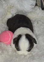 Ruby, a female Miniature Australian Shepherd for sale in Lincoln, CA – Photo 2 of 7