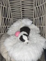 Ruby, a female Miniature Australian Shepherd for sale in Lincoln, CA – Photo 6 of 7