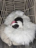 Ruby, a female Miniature Australian Shepherd for sale in Lincoln, CA – Photo 7 of 7