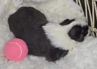 Ruby, a female Miniature Australian Shepherd for sale in Lincoln, CA – Photo 3 of 7