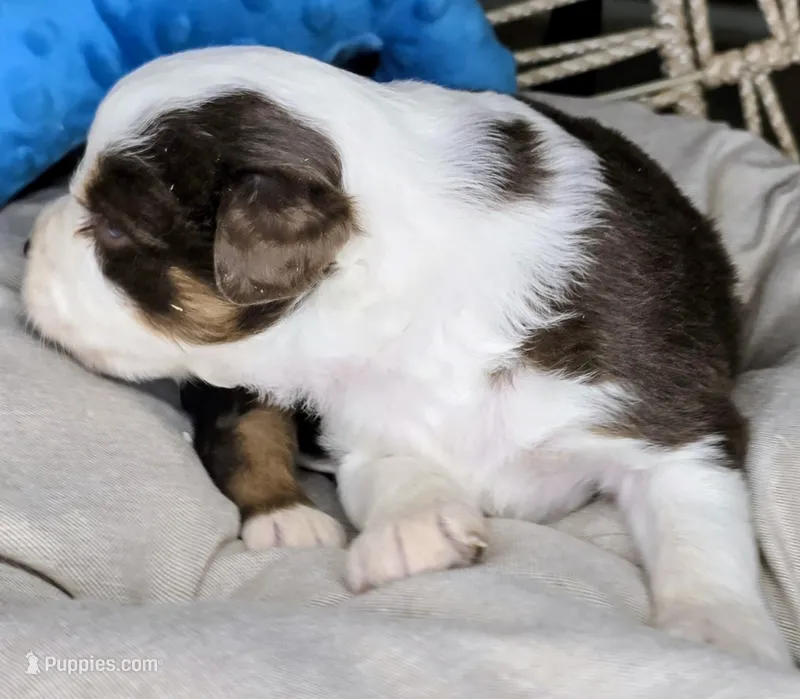Petey – Miniature Australian Shepherd puppy for sale in Lincoln, CA