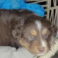 Noel, a male Miniature Australian Shepherd for sale in Lincoln, CA – Photo 9 of 10