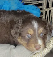 Noel, a male Miniature Australian Shepherd for sale in Lincoln, CA – Photo 9 of 10
