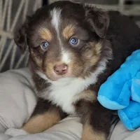 Noel, a male Miniature Australian Shepherd for sale in Lincoln, CA – Photo 7 of 10