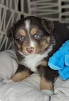 Noel, a male Miniature Australian Shepherd for sale in Lincoln, CA – Photo 7 of 10