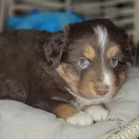 Noel, a male Miniature Australian Shepherd for sale in Lincoln, CA – Photo 6 of 10