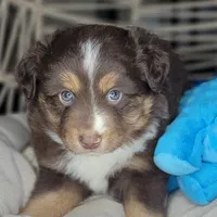 Noel, a male Miniature Australian Shepherd for sale in Lincoln, CA – Photo 4 of 10
