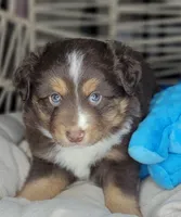 Noel, a male Miniature Australian Shepherd for sale in Lincoln, CA – Photo 4 of 10