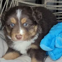 Noel, a male Miniature Australian Shepherd for sale in Lincoln, CA – Photo 5 of 10