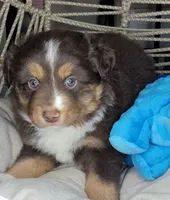 Noel, a male Miniature Australian Shepherd for sale in Lincoln, CA – Photo 5 of 10