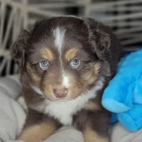 Noel, a male Miniature Australian Shepherd for sale in Lincoln, CA – Photo 3 of 10