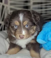 Noel, a male Miniature Australian Shepherd for sale in Lincoln, CA – Photo 3 of 10