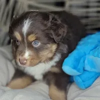 Noel, a male Miniature Australian Shepherd for sale in Lincoln, CA – Photo 8 of 10