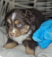 Noel, a male Miniature Australian Shepherd for sale in Lincoln, CA – Photo 8 of 10