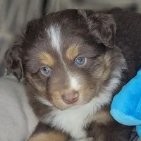 Noel, a male Miniature Australian Shepherd for sale in Lincoln, CA – Photo 2 of 10