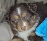 Noel, a male Miniature Australian Shepherd for sale in Lincoln, CA – Photo 2 of 10