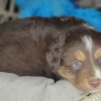 Noel, a male Miniature Australian Shepherd for sale in Lincoln, CA – Photo 10 of 10