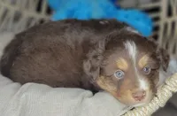 Noel, a male Miniature Australian Shepherd for sale in Lincoln, CA – Photo 10 of 10