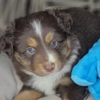 Noel, a male Miniature Australian Shepherd for sale in Lincoln, CA – Photo 1 of 10