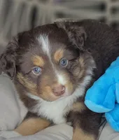 Noel, a male Miniature Australian Shepherd for sale in Lincoln, CA – Photo 1 of 10