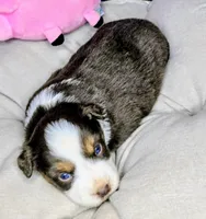 Rose, a female Miniature Australian Shepherd for sale in Lincoln, CA – 2 of 7