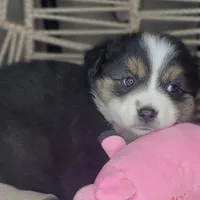 Mina, a female Miniature Australian Shepherd for sale in Lincoln, CA – Photo 7 of 7