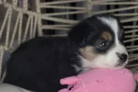 Mina, a female Miniature Australian Shepherd for sale in Lincoln, CA – Photo 6 of 7