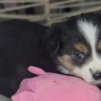 Mina, a female Miniature Australian Shepherd for sale in Lincoln, CA – Photo 3 of 7