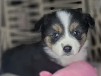 Mina, a female Miniature Australian Shepherd for sale in Lincoln, CA – Photo 2 of 7