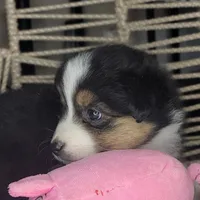 Mina, a female Miniature Australian Shepherd for sale in Lincoln, CA – Photo 4 of 7