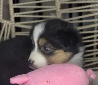 Mina, a female Miniature Australian Shepherd for sale in Lincoln, CA – Photo 4 of 7