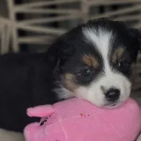 Mina, a female Miniature Australian Shepherd for sale in Lincoln, CA – Photo 5 of 7
