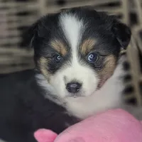 Mina, a female Miniature Australian Shepherd for sale in Lincoln, CA – Photo 1 of 7