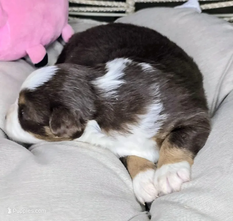 Rose – Miniature Australian Shepherd puppy on hold in Lincoln, CA