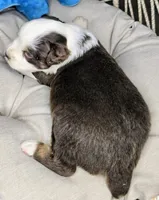 Petey, a male Miniature Australian Shepherd for sale in Lincoln, CA – 5 of 8
