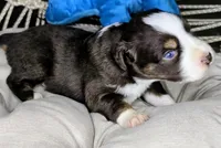 Jack, a male Miniature Australian Shepherd for sale in Lincoln, CA – 3 of 7