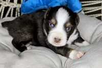 Jack, a male Miniature Australian Shepherd for sale in Lincoln, CA – 2 of 7