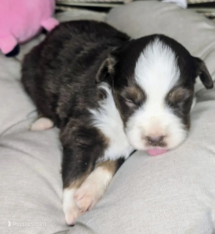 Daisy  – Miniature Australian Shepherd puppy for sale in Lincoln, CA