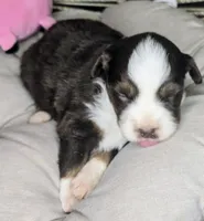 Daisy , a female Miniature Australian Shepherd for sale in Lincoln, CA – 1 of 8