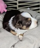Rose, a female Miniature Australian Shepherd for sale in Lincoln, CA – 5 of 7